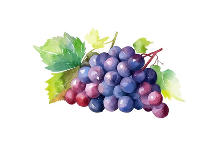Bunch of grapes hand drawn color watercolor. Vector illustration design.のイラスト素材