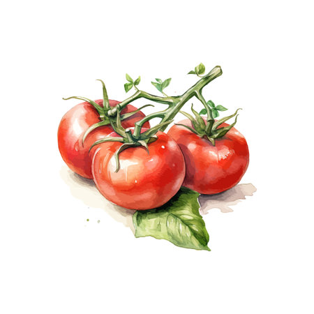Watercolor tomatoes. Vector illustration design.のイラスト素材