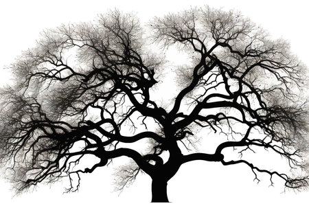 Bare branches of sessile oak tree against sky silhouette. Vector illustration design.