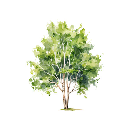 Birch tree watercolor. Vector illustration design.のイラスト素材