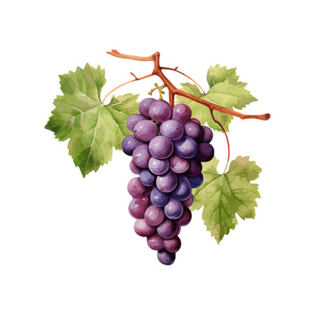 Purple grapes watercolor. Vector illustration design.のイラスト素材