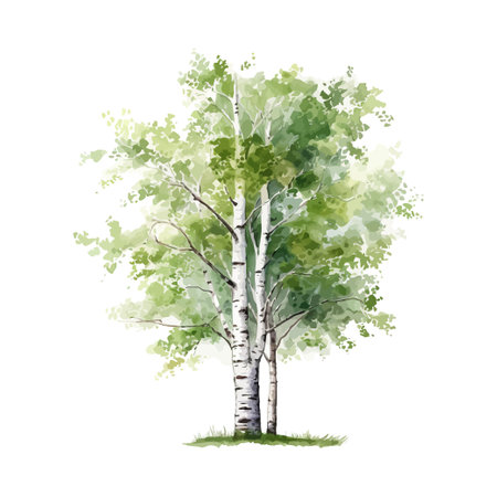 Birch tree watercolor. Vector illustration design.のイラスト素材