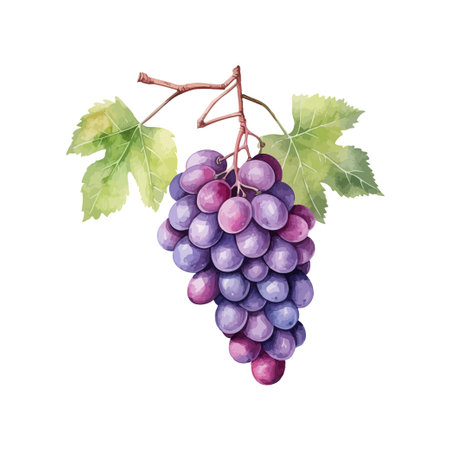 Purple grapes watercolor. Vector illustration design.のイラスト素材