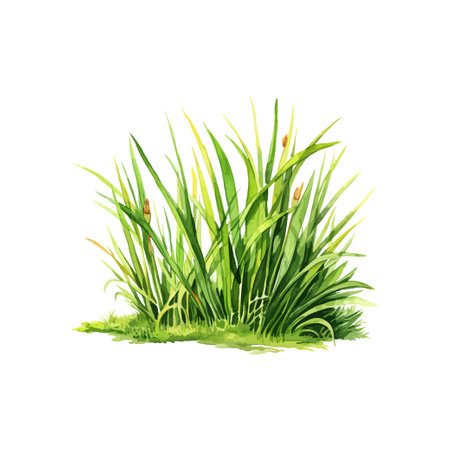Grass watercolor style. Vector illustration design.のイラスト素材