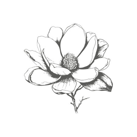 Magnolia flower Hand drawn style. Vector illustration designのイラスト素材
