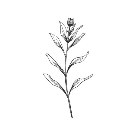 Black and White Botanical Line Art Flower Hand drawn style. Vector illustration designのイラスト素材