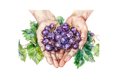 Watercolor Hands Cradling Cluster of Grapes Art. Vector illustration design.のイラスト素材