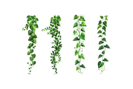 Elegant Green Ivy Strands Isolated on White Background. Vector illustration design.のイラスト素材