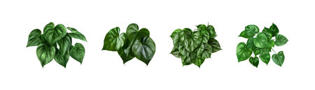 Set of Glossy Green Houseplant Leaves. Vector illustration design.のイラスト素材
