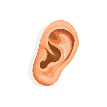 Realistic Human Ear Anatomy. Vector illustration design.のイラスト素材