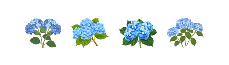 Illustrated Blue Hydrangeas in Various Groupings Vector illustration design.のイラスト素材