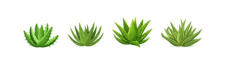 Aloe Vera Plants in Various Stages. Vector illustration design.のイラスト素材