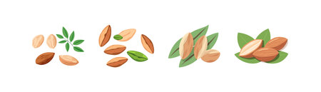Illustration of Almonds and Leaves. Vector illustration design.のイラスト素材