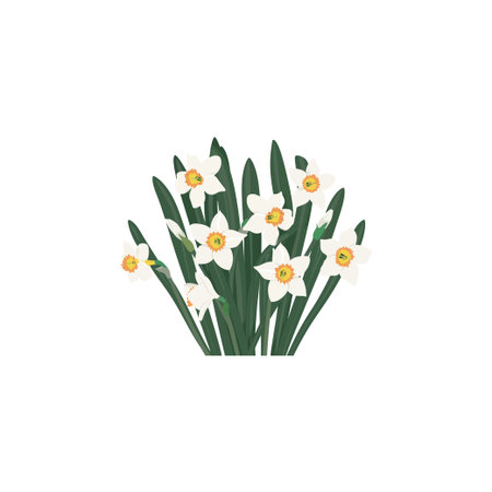 Cluster of Blooming White Daffodils. Vector illustration design.のイラスト素材