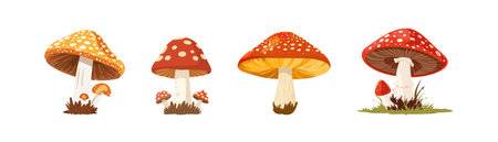 Colorful Amanita Mushrooms. Vector illustration designのイラスト素材