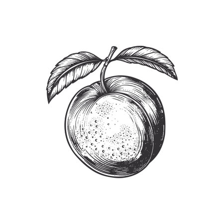 Detailed black and white peach. Vector illustration design.のイラスト素材