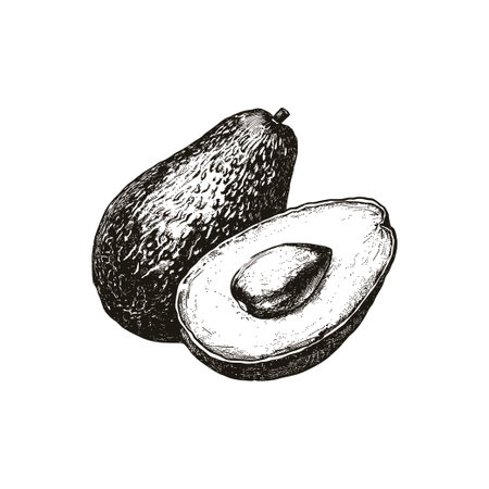 Detailed black and white avocado. Vector illustration design.のイラスト素材