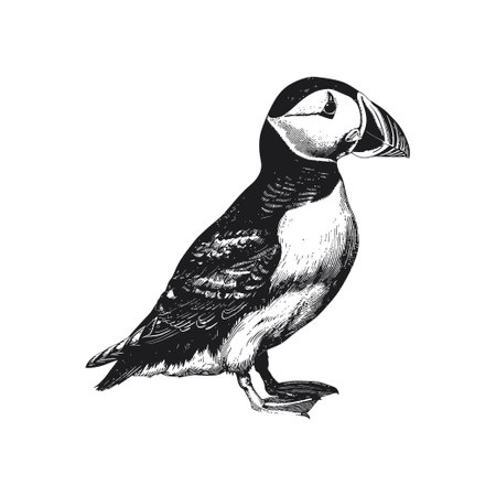 Black and white puffin illustration with detailed feathers. Vector illustration design.のイラスト素材