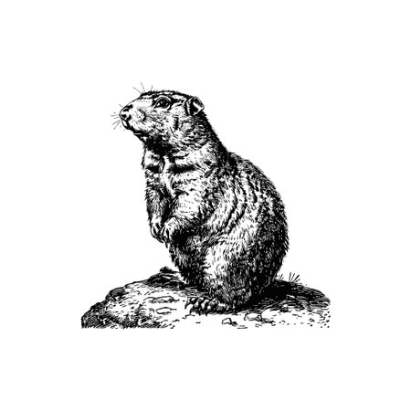 Detailed vintage groundhog illustration on a rock. Vector illustration design.のイラスト素材