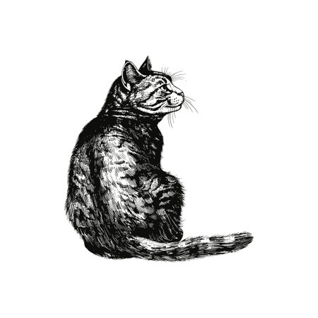 Detailed black and white illustration of a sitting tabby cat. Vector illustration design.のイラスト素材