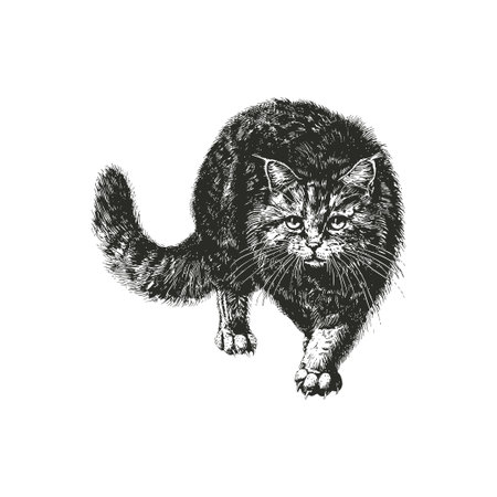 Black and white illustration of a wildcat walking. Vector illustration design.のイラスト素材