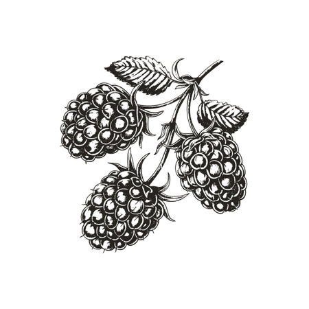Hand-drawn Cluster of Raspberries with Leaves. Vector illustration design.のイラスト素材