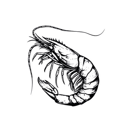 Intricate Black and White Shrimp. Vector illustration design.のイラスト素材