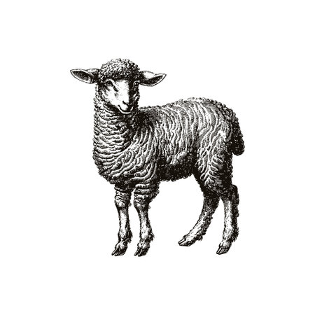 Detailed black and white lamb engraving. Vector illustration design.のイラスト素材
