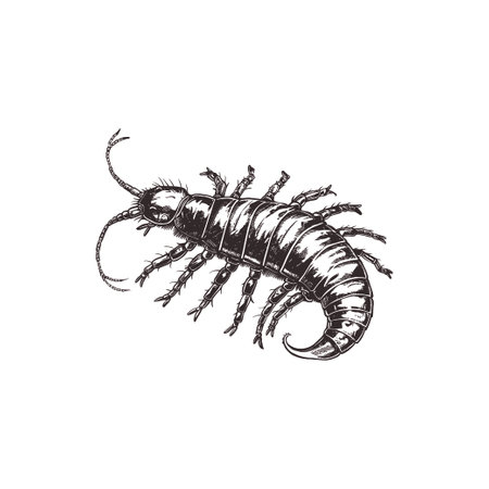 Detailed black and white top view centipede. Vector illustration design.のイラスト素材