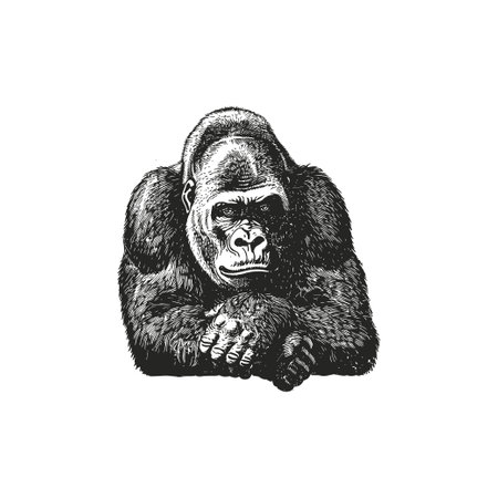 Vintage gorilla illustration with intense stare. Vector illustration design.のイラスト素材