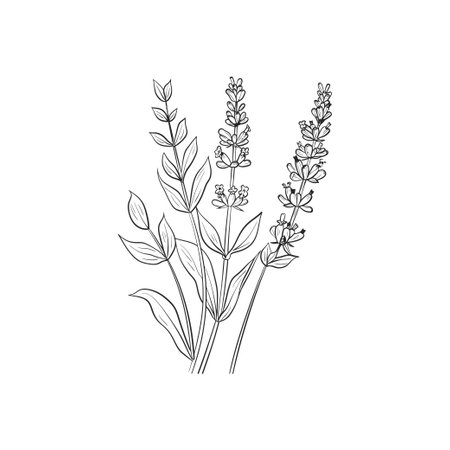 Line Drawing of Lavender Stems and Leaves. Vector illustration design.のイラスト素材
