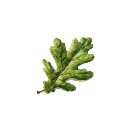 Realistic green oak leaf illustration isolated on white. Vector illustration design.