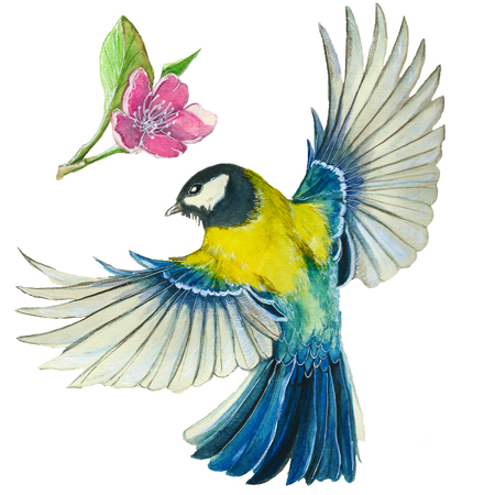 watercolor drawing on the theme of the spring, heat, illustration of a bird of the order of the passerine-shaped large tit-flies, with open wings, feathers, with yellow breast and blue plumage, hyperrealiの写真素材