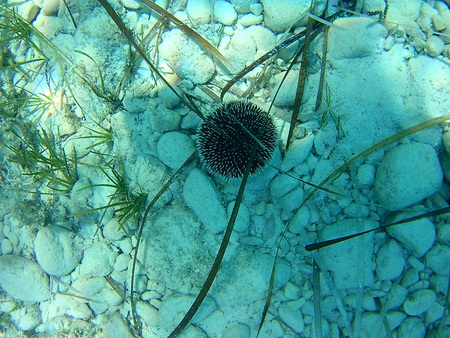 Underwater photo of a sea urchin with threads of Poseidon on a backdrop in white stones. Greece Northwest.の写真素材