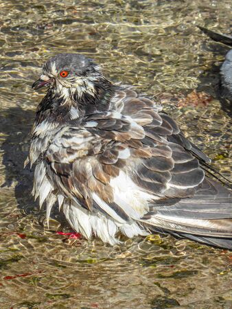 The pigeon in the city is washed in the clear water of the water tankの写真素材