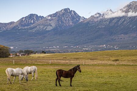 Wild horses pasturing on mountain environment. Beautiful nature backgroundの写真素材