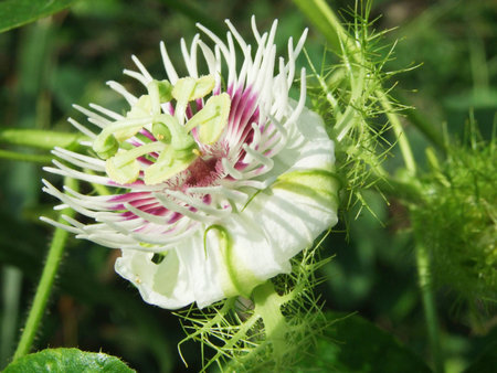 passion Fruitの写真素材