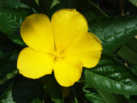 flowerの写真素材