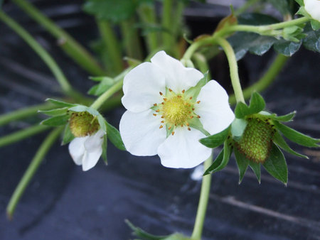 Strawberryの写真素材