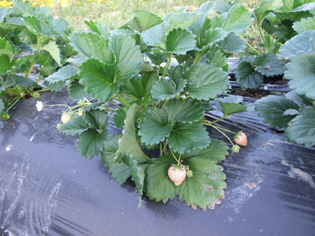 Strawberryの写真素材