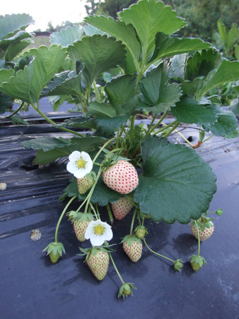 Strawberryの写真素材