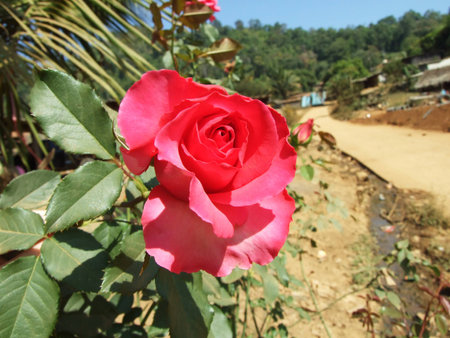 roseの写真素材