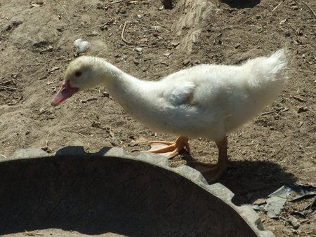 duckの写真素材