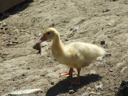 duckの写真素材