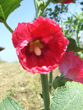 flowerの写真素材