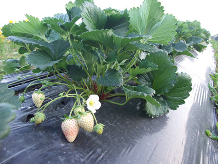 Strawberryの写真素材