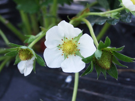 Strawberryの写真素材