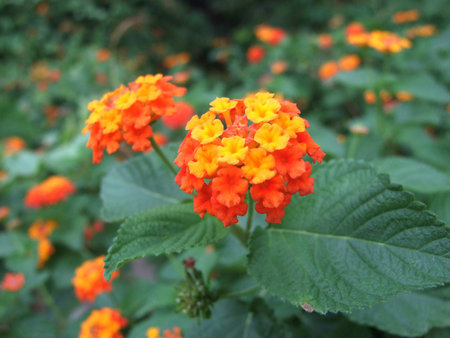 flowerの写真素材