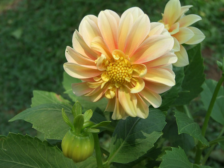 flowerの写真素材