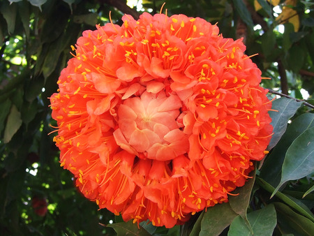 flowerの写真素材